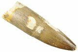 Fossil Plesiosaur (Zarafasaura) Tooth - Morocco #296374-1
